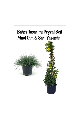 Mavi Çim 1 Adet Saksılı 10-20cm +sarı Yasemin 30-60cm 1 Adet Bahçe Seti