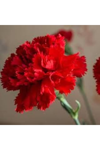 30 Adet Tohum Kırmızı Karanfil Çiçeği Tohumu Çiçek Tohumu