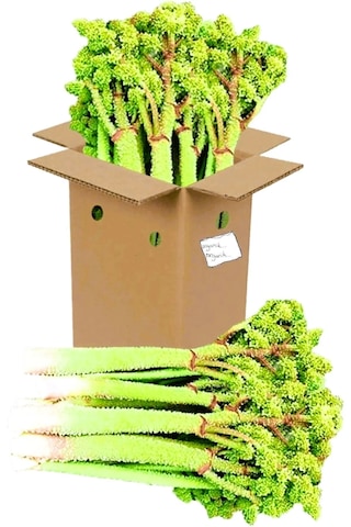 Selkur Işkın, Yayla Muzu, Işkın Otu, Dağ Muzu 1kg