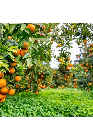 Satsuma Mandalina Fidanı Bol Verimli