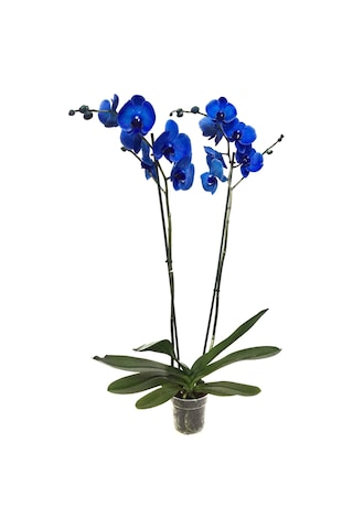 Phalaenopsis Blue (Mavi Orkide)12 CM 70-80 CM