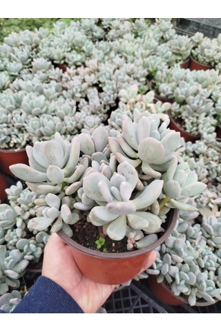Pachyphytum Oviferum - Büyük Boy Yetişkin Sukulent