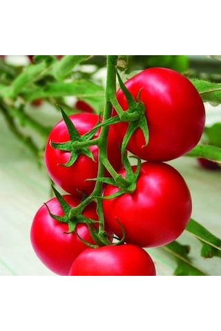 Sunagri Tohumculuk Sırık Salkım Domates Tohumu 50 Adet