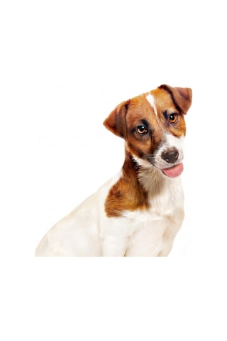 Royal Canin Loaf Mousse Küçük Irk Ezme Yetişkin Köpek Konservesi 195 G