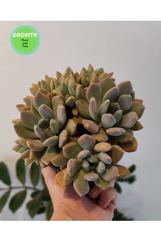 Pachyveria Draco Sukulent 1 Adet