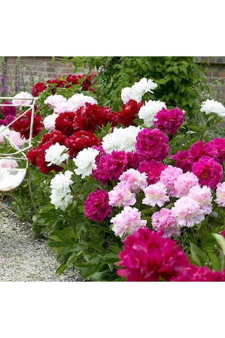 Peonies Festiva Maxima Mix Şakayık Çiçeği Yumrusu 3 Adet