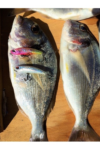 Duo Drag Metal Cast Jig 40Gr. Pda0002 / Rainbow