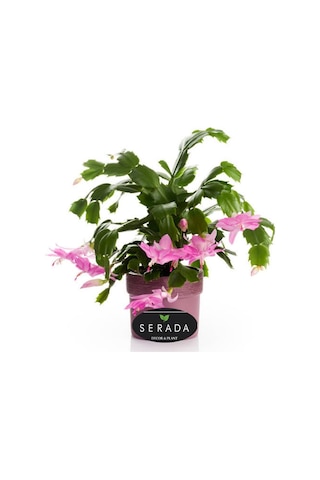 Pembe Renk Yılbaşı Çiçeği 1 Adet 10-15cm Pink Schlumbergera