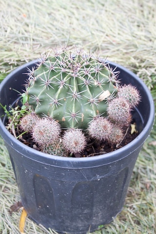 Örümcek Kaktüsü Gymnocalycium Baldianum Büyük Boy Kaktüs