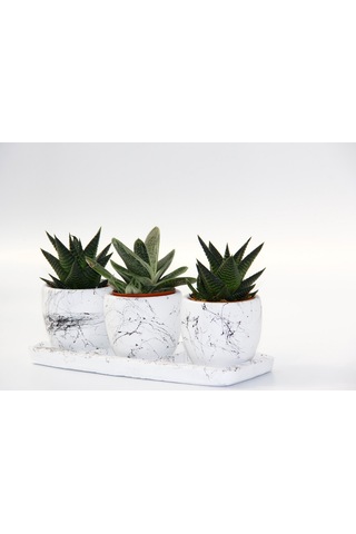 Trio Beyaz Sukulent Seti - Haworthia. Gasteria Obliqua