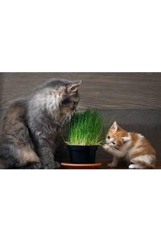 50 Adet Tohum Kedi Çimi Tohumu Çim Tohumu Kedi Çimi Saksı Toprak Sürpriz Hediye Tohumla Gönderilir