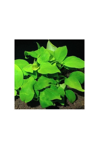 Anubias Species 5-6 Yapraklı Kök Canlı Bitki