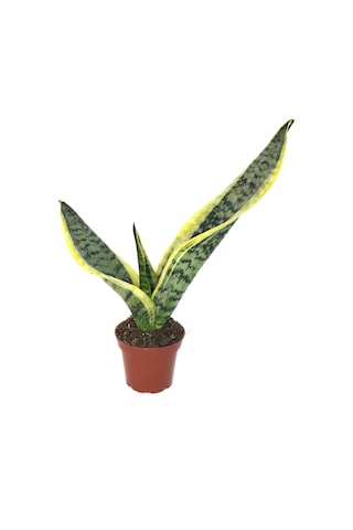Sansevieria Trifasciata (Paşa Kılıcı) Ø8,5 CM Y10-15 CM