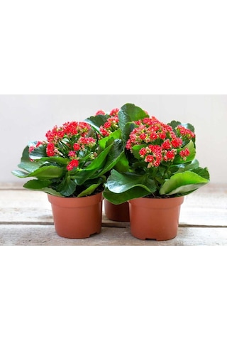 Kalanşo Çiçeği Kalanchoe 4 Adet