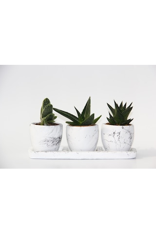 TRİO BEYAZ SUKULENT SETİ - Haworthia, Crassula Perforata