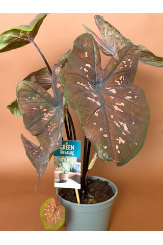 Caladium Caladium Bicolor 63 Cm Bordo Yapraklı Form