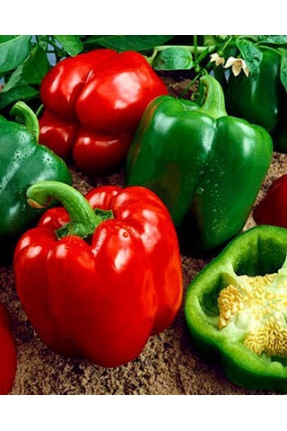 10+ Adet Kaliforniya Dolmalık Tatlı Biber Tohumu Geleneksel