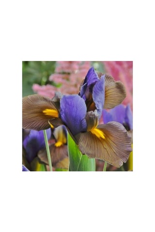 Golden Beauty Iris Süsen Soğanı - 10 Adet