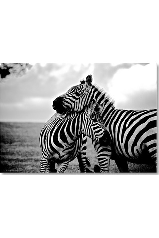 Cakasepetim Anne Zebra Ve Yavrusu Siyah Beyaz Ahşap Mdf Tablo