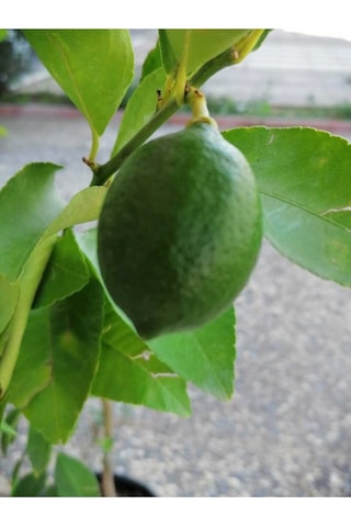 2 Yaş Aşılı 7 Veren Yediveren Mayer Limon Fidanı Saksılı