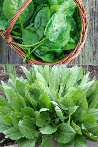 Geniş Yapraklı Kuzukulağı Labada Tohumu Atalık Large Leaf Sorrel