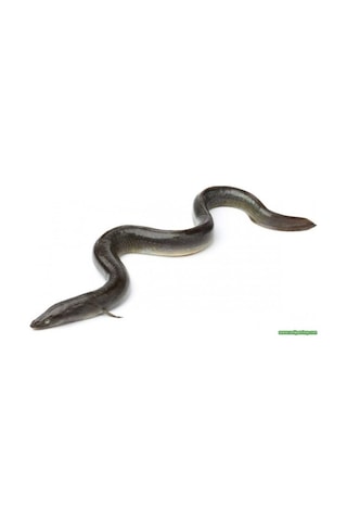 .Yılan Balığı 1 Adet 25-35 Cm
