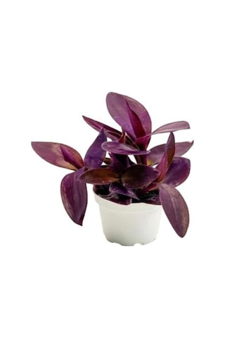 Videolu Mor Telgraf Çiçeği-kara Sevda 1 Adet Saksılı 15-30cm Iç Mekan Bitkisi Tradescantia Pallida