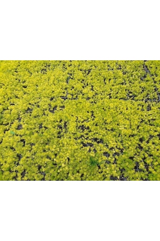 Sarı Sedum 5 Adet - Yer Örtücü Çok Yıllık Bitki