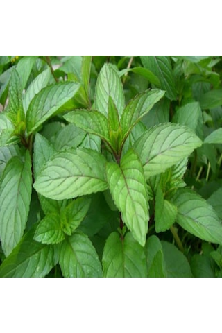 Geleneksel Kokulu Anadolu Nanesi Tohumu 100 Tohum