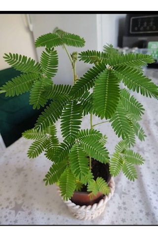 Küstüm Çiçeği Fidesi 15-25 Cm Saksida