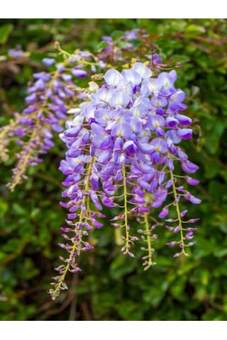 Sarmaşık Kokulu Mor Salkım Ağacı Fidanı 1 Adet Saksılı/tüplü 30-50cm