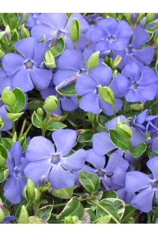 Vinca Mor Renk Cezayir Menekşesi 20-40cm Saklısı