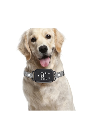 Homyl İç Mekan Oturma Odasında Çalıştırmak Için Köpek