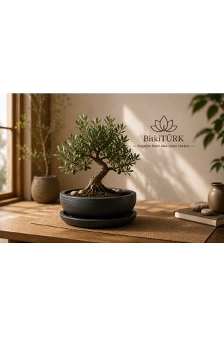 Dekoratif Beton Saksı Ve Altlık Seti 20 Cm El Yapımı Bonsai Saksısı Sukulent Saksısı İç Mekan Çiçek Saksısı -