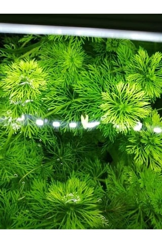 Limpnophila Sessiliflora 5 Dal Kusursuz Akvaryum Bitkisi Canlı Bitki