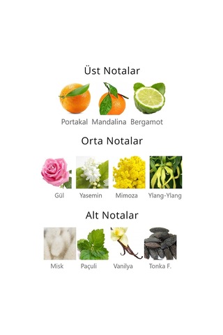 Royal Club De Polo Barcelona RPCN001004 Menta Kaset Kadın Parfüm EDP 40 ML