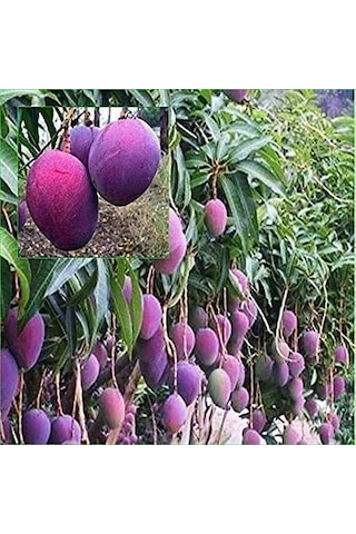 5 Yaş Aşılı Palmer Mango Fidanı,torbada