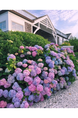 2 Yaşında Ortanca Çiçeği Hydrangea Spp. Fidanı - Bahçeniz İçin