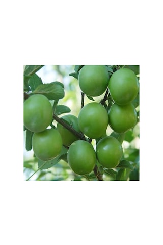 Papaz Eriği Fidanı Tüplü Bol Verimli