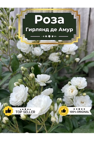 Dream Roses Gül Fidanı Girland De Amou 149507524