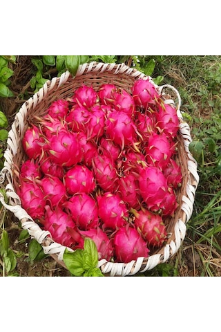 Ejder Meyvesi 5 Kg 200 Gr Ve Üzeri