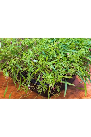 Yerli Dereotu Mikro Yeşillik Tohumu, Gönen Çeşidi, 15 Gram