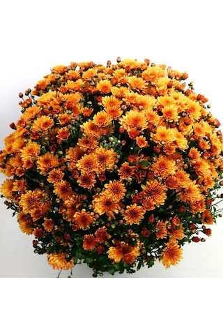 Bransound Dark Orange Krizantem Kasımpatı Çiçeği Fidesi 1 Adet
