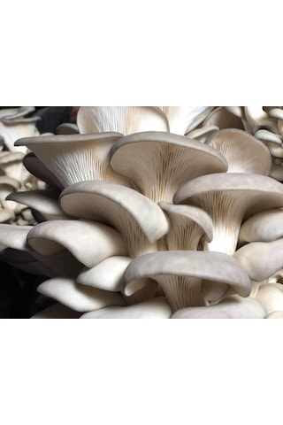 1 KG İstiridye Mantarı Tohumu Miseli