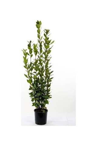 Defne Fidanı Laurus Nobilis 15-25 Cm