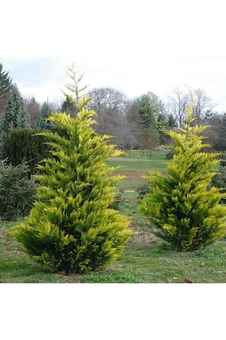 Goldrider Leylandi Fidanı Hızlı Büyüyen Peyzaj Bitkisi 40-60cm