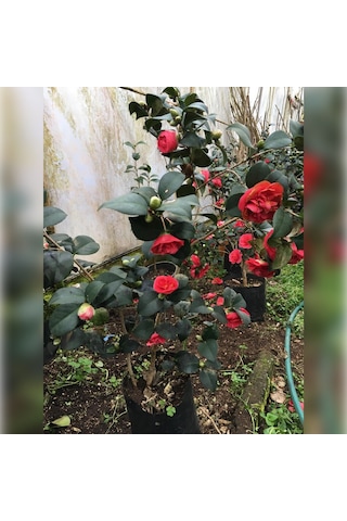 Kamelya Kırmızı 150/180 Cm