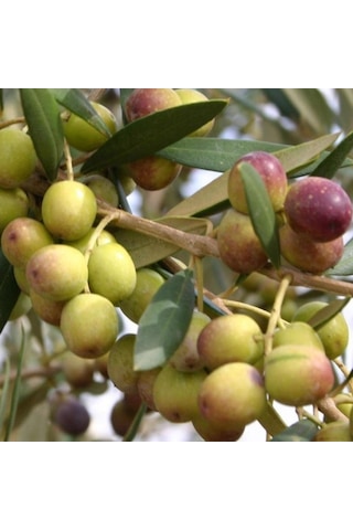 İspanyol Bodur Arbequina Zeytin Tohumu 5 Tohum