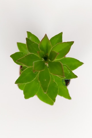Pereskiopsis Spathulata Aşı Kök Bitkisi Sarı Çiçek Veren Kaktüs 5.5 CM