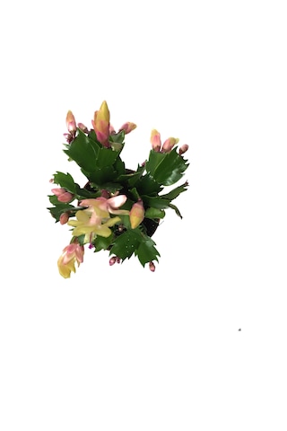 Schlumbergera 'Yellow' (Yılbaşı Çiçeği) Ø8,5 CM Y15-20 CM